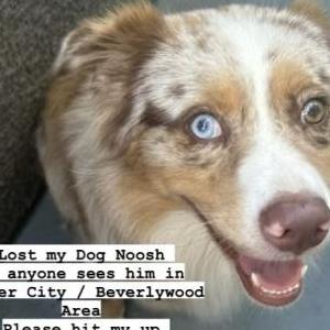 Image of Noosh, Lost Dog