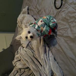 Image of Coco, Lost Dog