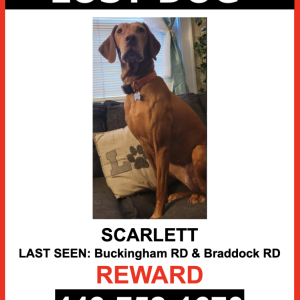 Lost Dog Scarlett