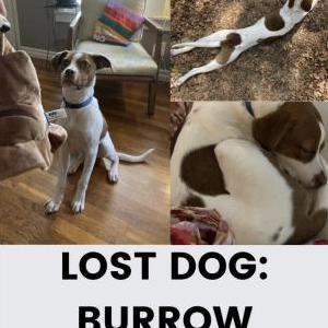 Image of Burrow, Lost Dog