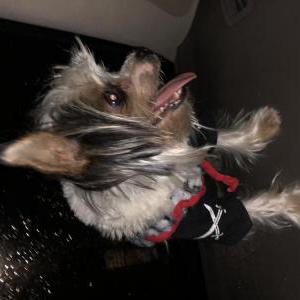 Lost Dog tiny ( lun)