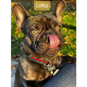 Image of Lolita, Lost Dog