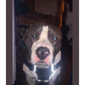 Image of Tookie, Lost Dog