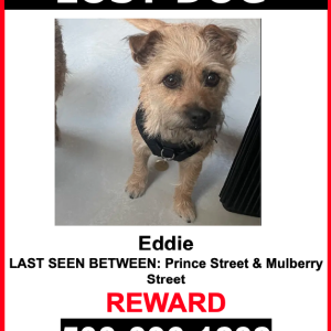 Image of Eddie, Lost Dog