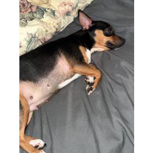 2nd Image of Lexi, Lost Dog