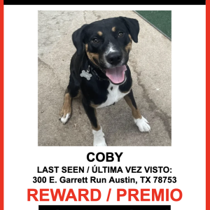 Image of COBY, Lost Dog