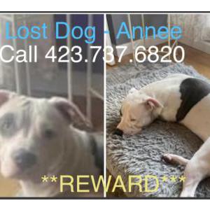 Image of Annee, Lost Dog