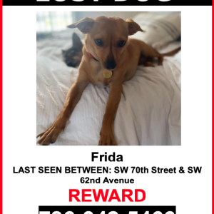 Lost Dog Frida