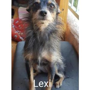 Lost Dog Lexi