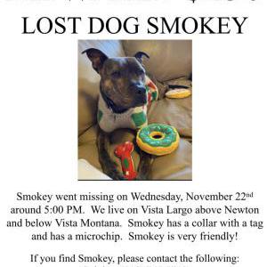Lost Dog Smokey