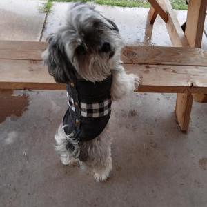 Lost Dog Todd