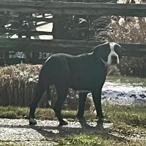 Image of Rocca, Found Dog