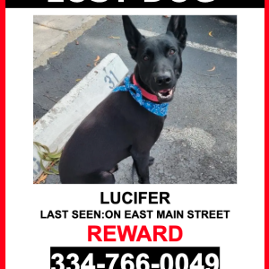 Lost Dog Lucifer