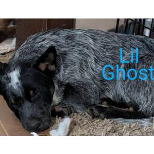 Image of Ghost, Lost Dog