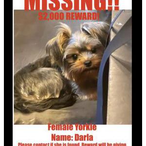 Lost Dog Darla