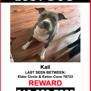 Lost Dog Kali