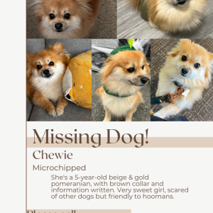 Lost Dog Chewie