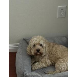 Image of fluffy, Lost Dog