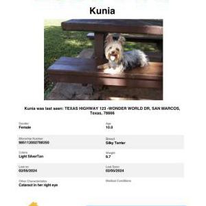 Image of Kunia, Lost Dog