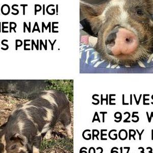 2nd Image of Penny (a pig), Lost Pig