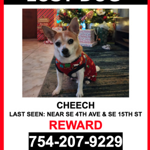 Lost Dog Cheech