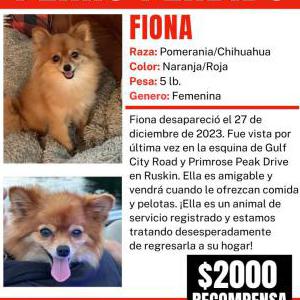 Lost Dog Fiona