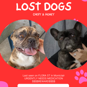 Lost Dog Chevy & Honey