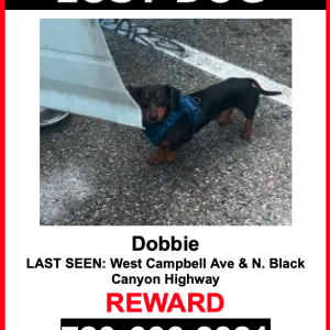Image of Dobbie, Lost Dog