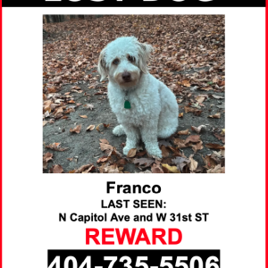 Image of Franco, Lost Dog
