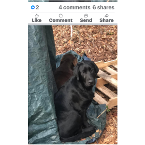 Image of Troy, Lost Dog