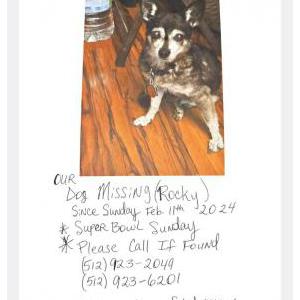 Image of Rocky (Chihuahua), Lost Dog