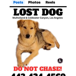 Image of Susie Q, Lost Dog