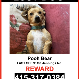 Lost Dog Pooh Bear