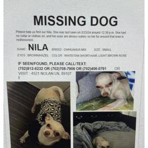 Lost Dog Nila