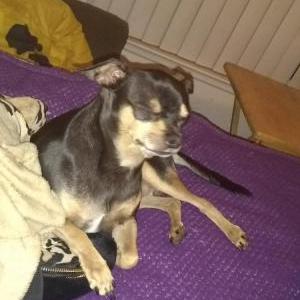 Image of PICA, Lost Dog