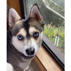 Lost Dog Archie (mini husky)