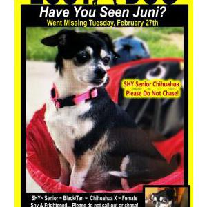 Lost Dog Juni
