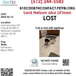 Lost Dog Lord Nelson
