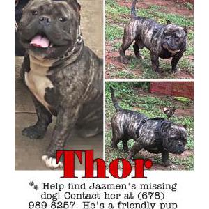 2nd Image of Thor, Lost Dog