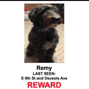 Lost Dog Remy