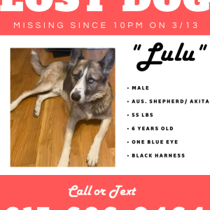 Lost Dog Lulu