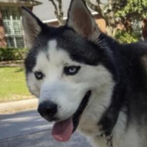 Image of Timber, Lost Dog