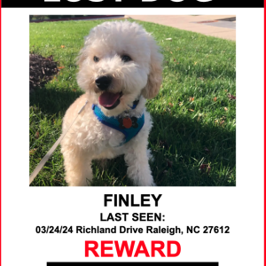 Lost Dog FINLEY