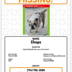 Image of Chops, Lost Dog