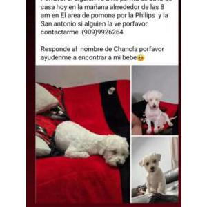 Image of Chancla, Lost Dog