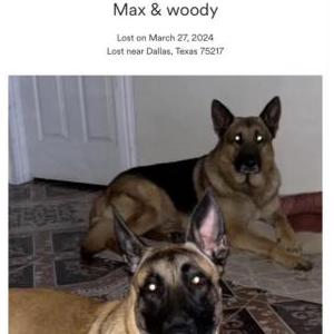 Lost Dog Max& Woody