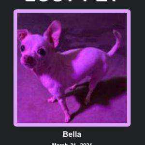 Lost Dog Bella
