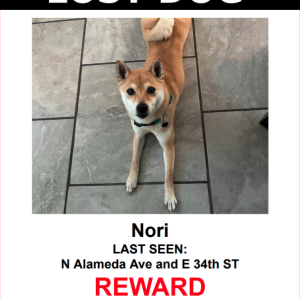 Lost Dog Nori
