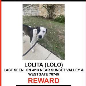 Image of LOLITA (LOLO), Lost Dog