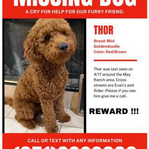 Lost Dog Thor